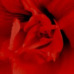 11.04.17 red centre  004a