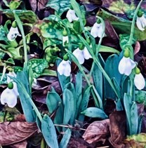 21.08.22 Snodrops 298 (3)